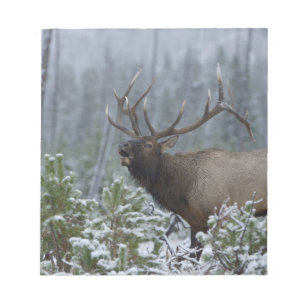 Bloco De Notas Alce macho na neve chamando, Yellowstone