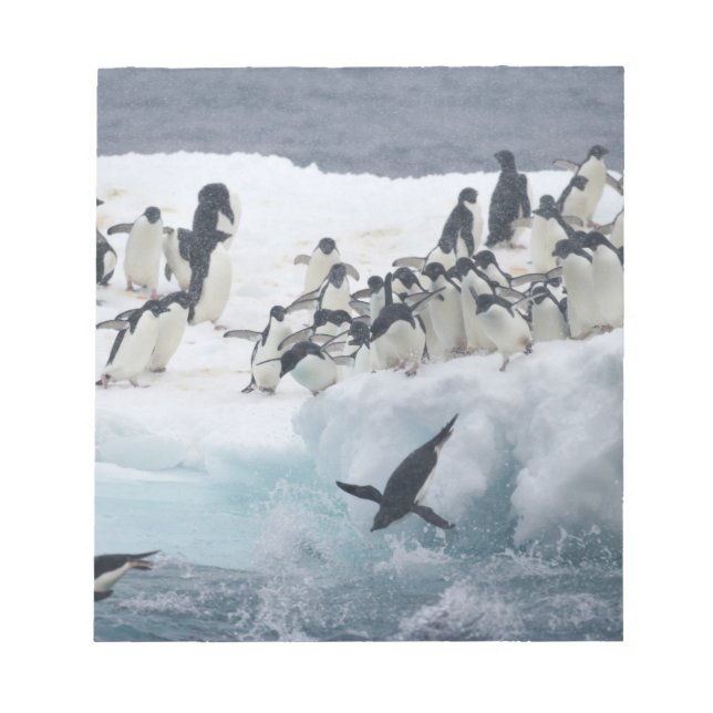 Bloco De Notas Antártica, Ilha Paulet. Pinguins addeliados (Frente)
