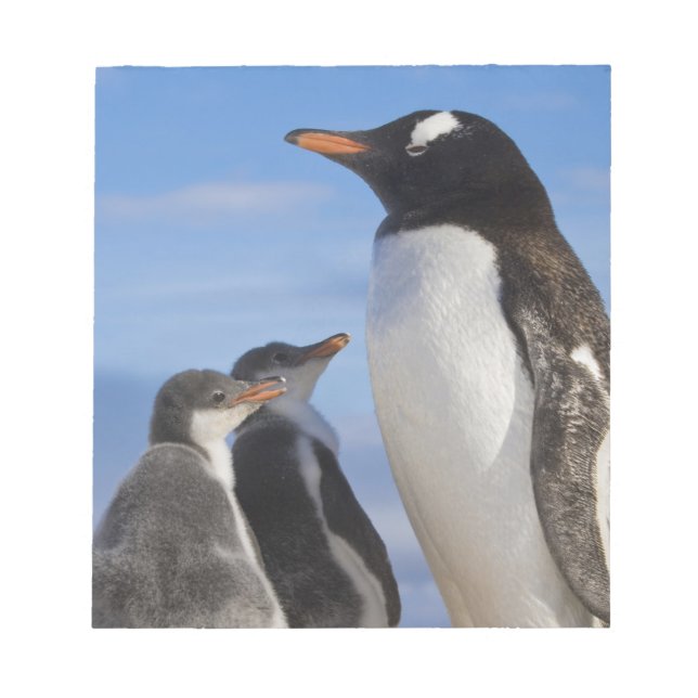 Bloco De Notas Antártida, Neko Cove (Porto). Pinguim-de-gentoo 2 (Frente)