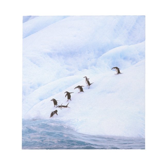 Bloco De Notas Antártida, Península Antártica. Pinguim-de-barbich (Frente)