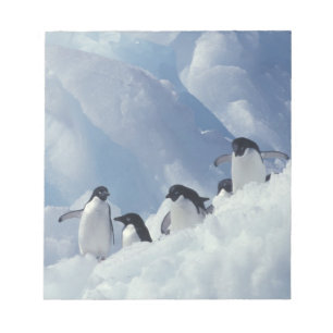 Bloco De Notas Antártida. Pinguins-de-adélia
