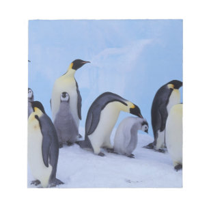 Bloco De Notas Antártida, Pinguins Imperadores