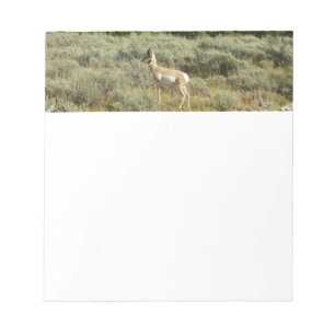 Bloco De Notas Antílope americano no Parque Nacional Grand Teton