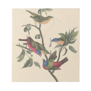 Bloco De Notas Arte Colorida de Pintassilgo Pintado Audubon Vinta