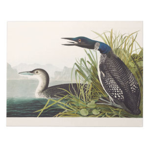 Bloco De Notas Arte da Natureza do Pássaro Mergulhão-comum de Aud