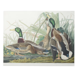 Bloco De Notas Arte de vida selvagem do pato-real de Audubon Vint