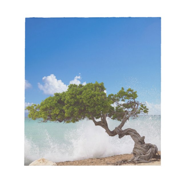 Bloco De Notas Árvore Divi Divi, Praia Eagle, Aruba, Caribe (Frente)