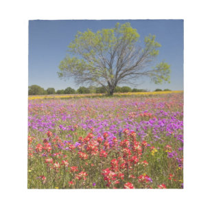 Bloco De Notas Árvores de mesquite da primavera crescendo em flor