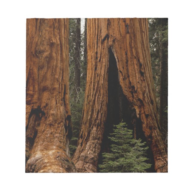 Bloco De Notas Árvores Redwood, Parque Nacional Sequoia. (Frente)