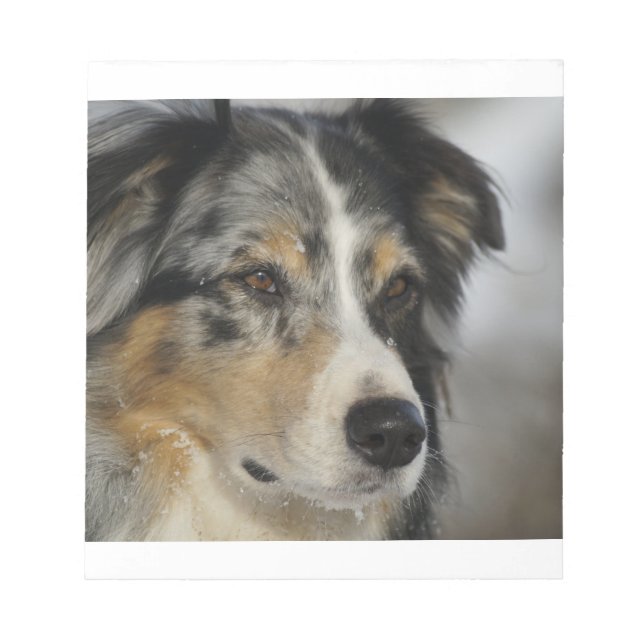 Bloco De Notas australian-shepherd-blue merle 2 (Frente)