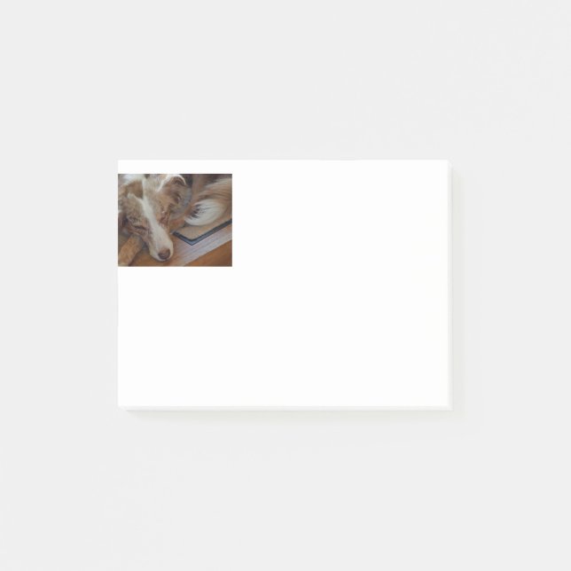 Bloco De Notas australian shepherd red merle sleeping (Frente)