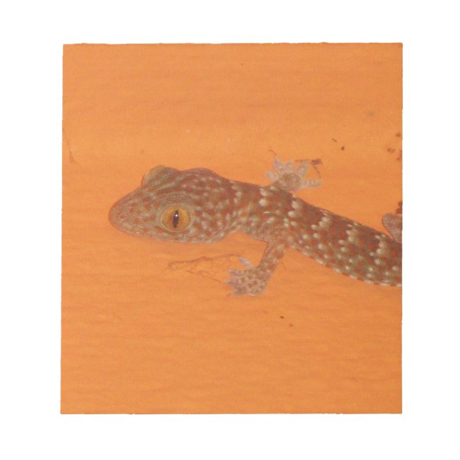 Bloco De Notas Baby Tokay Gecko (Frente)