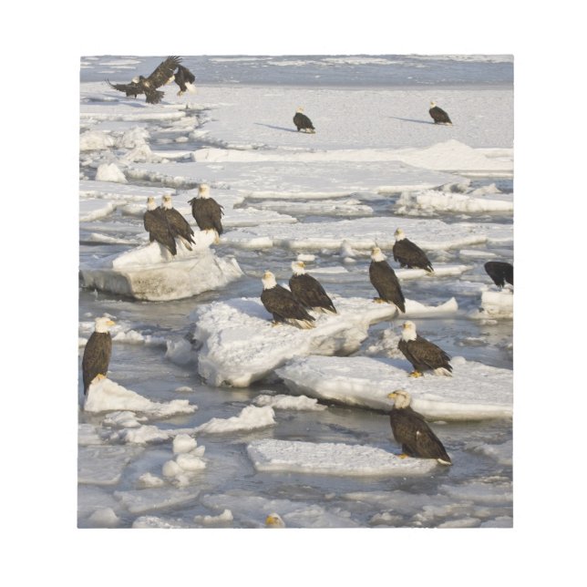 Bloco De Notas Bald Eagle, Haliaeetus leucocephalus, Homer, 2 (Frente)