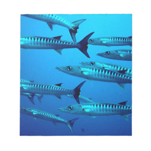 Bloco De Notas barracuda mergulho mar profundo água oceano tropic