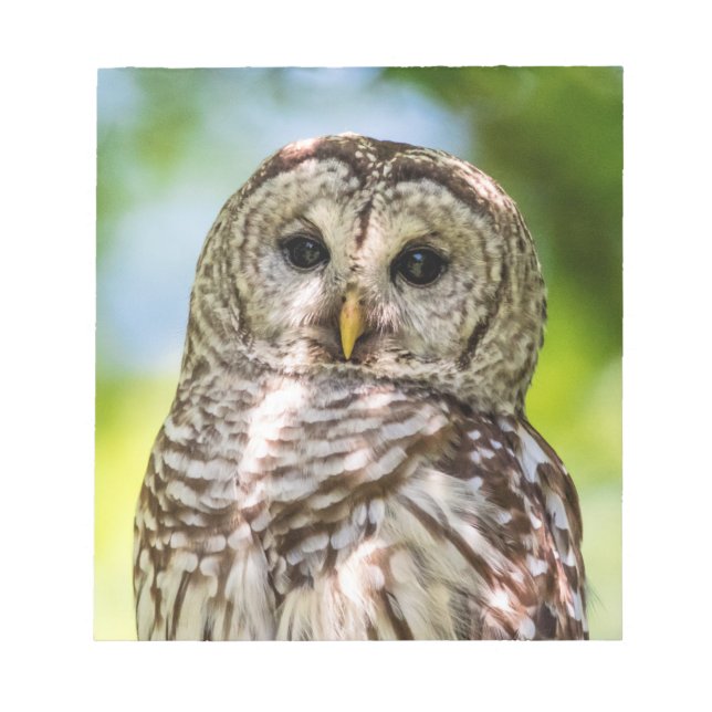 Bloco De Notas Barred Owl (Frente)