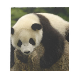 Bloco De Notas Bebê de panda gigante (Ailuropoda melanoleuca)
