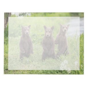 Bloco De Notas Bebês Animais Mais Fofos Filhotes de Urso Pardo