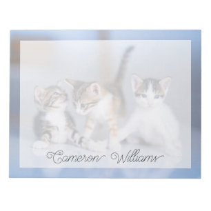 Bloco De Notas Bebês Mais Pobres   3 Gatinhos Tabby