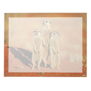 Bloco De Notas Bebês Mais Pobres 3 Meerkats