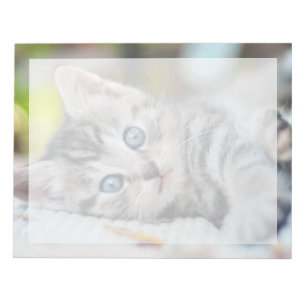 Bloco De Notas Bebês Mais Pobres Gatinho Com Olhos Azuis