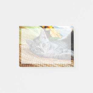 Bloco De Notas Bebês Mais Pobres Salto de Kitten