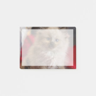 Bloco De Notas Bebês Mais Pobres Siamese Kitten