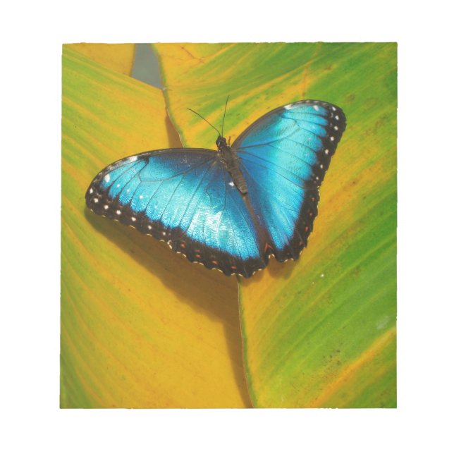 Bloco De Notas Bela Borboleta Iridescente (Frente)