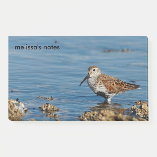 Bloco De Notas Belo Dunlin Shorebird Sandpiper vai solo (Frente)