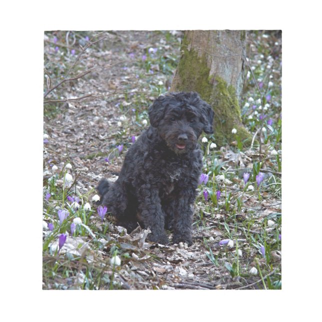 Bloco De Notas Black English Springer Spaniel (Frente)
