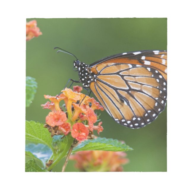 Bloco De Notas Borboleta Soldier (Danaus eresimus) se alimentando (Frente)