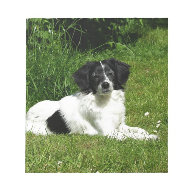 Bloco De Notas Border Collie (Frente)
