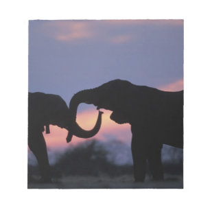 Bloco De Notas Botswana, Parque Nacional Chobe, Elefantes