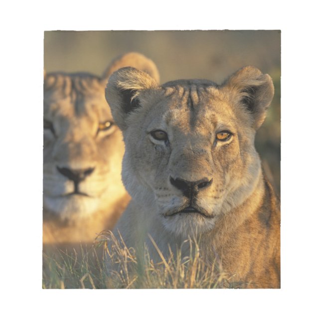 Bloco De Notas Botswana, Parque Nacional Chobe, Leões (Frente)