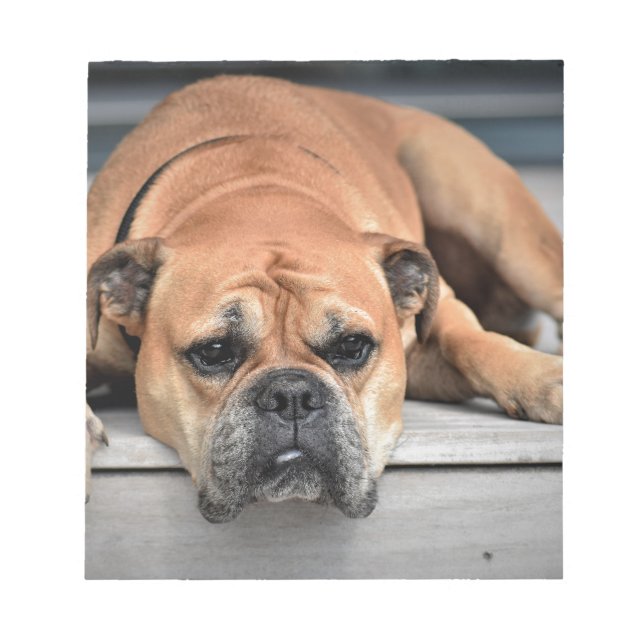 Bloco De Notas Bull Dog (Frente)
