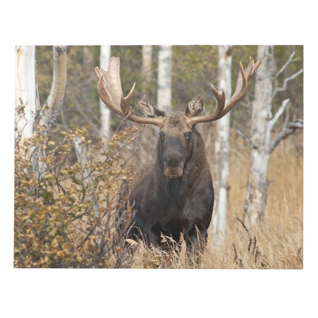 Bloco De Notas Bull Moose Impressionante (Frente)