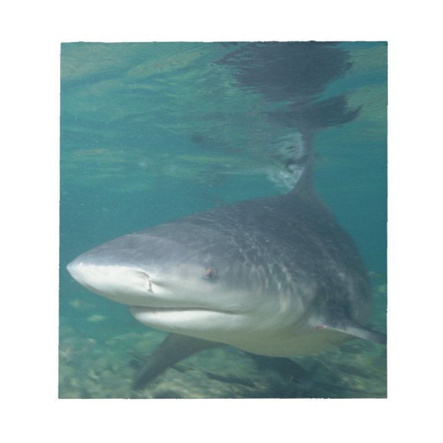 Bloco De Notas Bullshark (Frente)