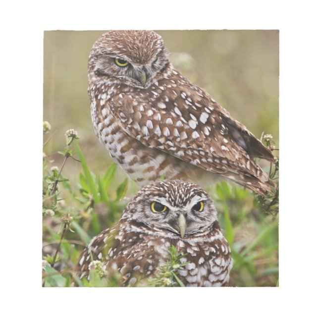 Bloco De Notas Burrowing Owl, Athene Cunicularia, Cabo Coral, (Frente)