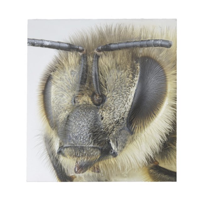 Bloco De Notas Cabeça de mel (Frente)