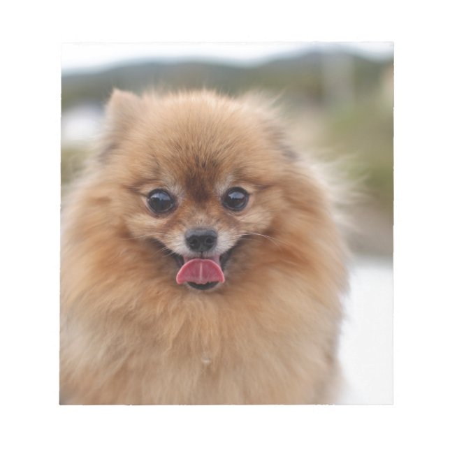 Bloco De Notas Cachorro Pomerânia de retrato (Frente)
