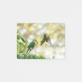 Bloco De Notas Calma e Rainbow Lorikeet.