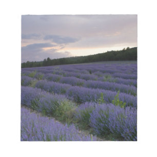 Bloco De Notas Campo de lavanda ao pôr do sol