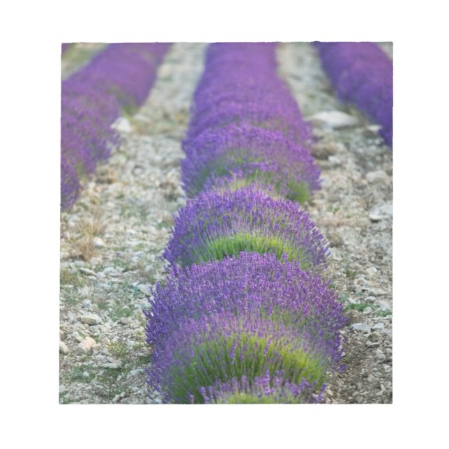 Bloco De Notas Campo de lavanda, Provença, França (Frente)
