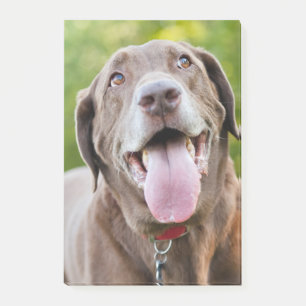 Bloco De Notas Cão de chocolate Labrador
