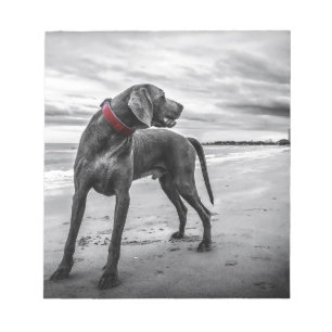 Bloco De Notas Cão Weimaraner