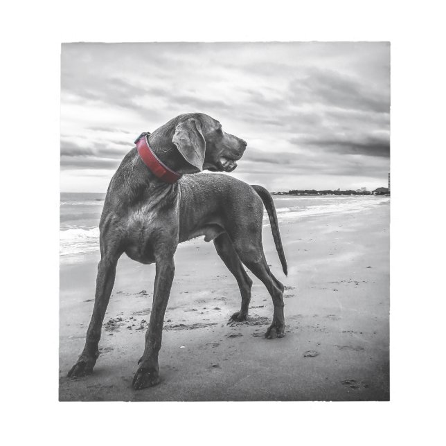 Bloco De Notas Cão Weimaraner (Frente)