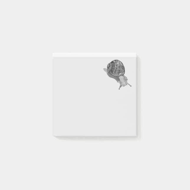 Bloco De Notas Caracol Pintado (Frente)