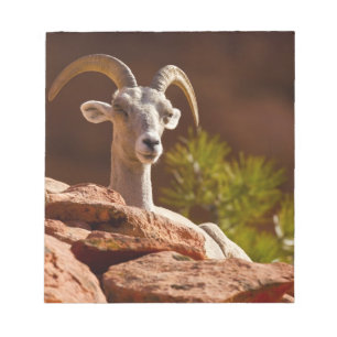 Bloco De Notas Carneiro Bighorn do deserto (Ovis canadensis nelso
