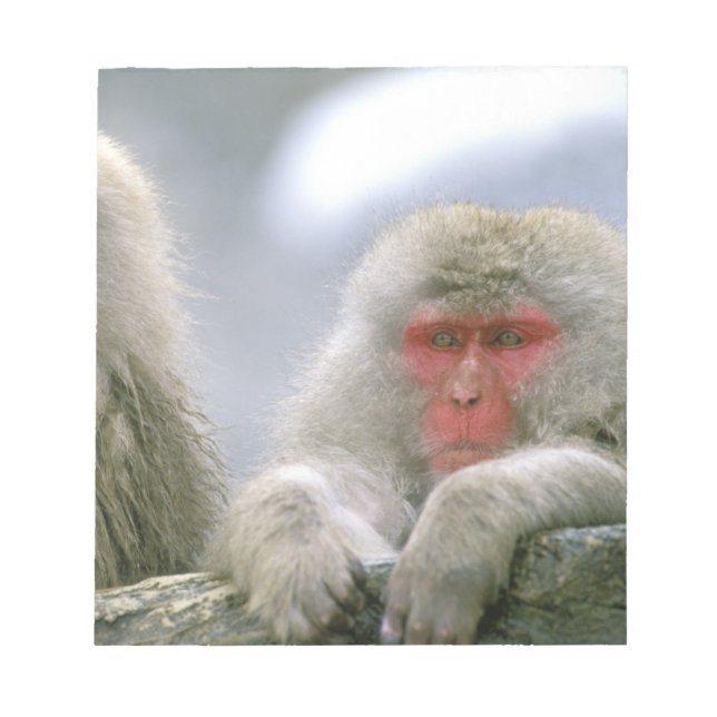 Bloco De Notas Casais de Macacos da Neve, Macaco Japonês, (Frente)