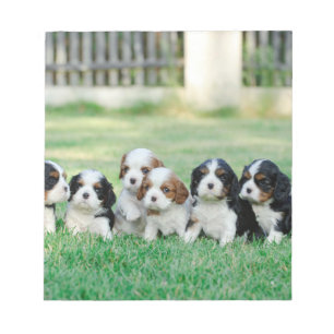 Bloco De Notas Cavalier King Charles Spaniel filhotes