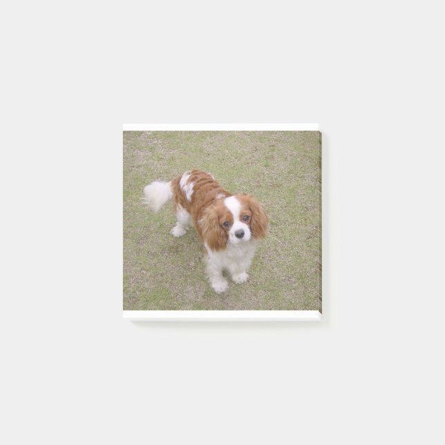 Bloco De Notas Cheio Cavalier-king-charles-spaniel (Frente)